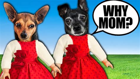 peanut and blackjack|paw zam videos.